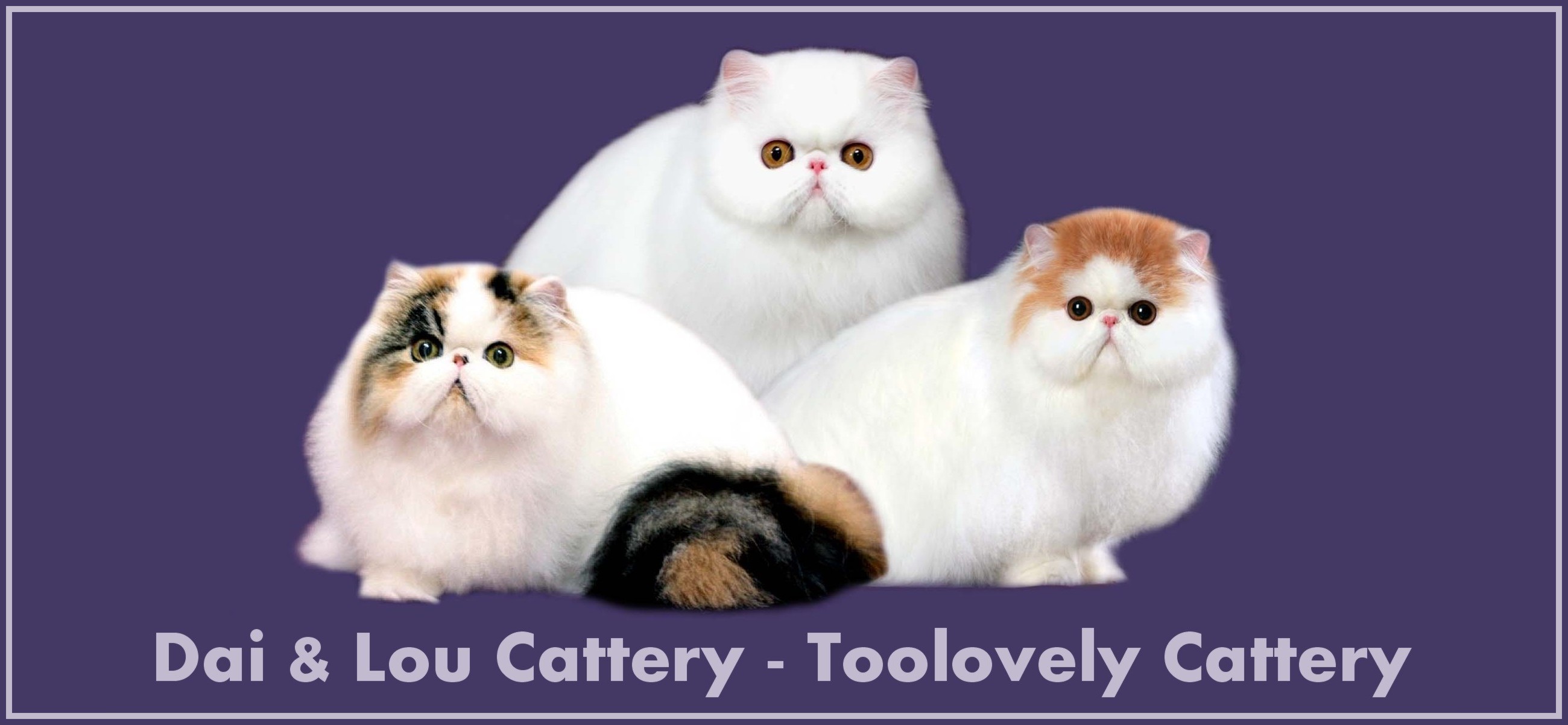 Welcome to Dai & Lou Cattery
